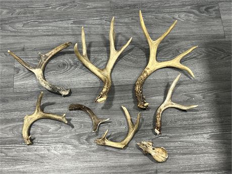 ANTLERS - LARGEST IS 13” LONG