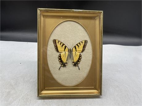 VINTAGE CASED TAXIDERMY BUTTERFLY 6”x8”
