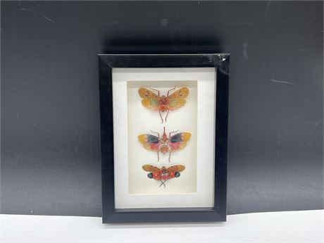 TAXIDERMY EXOTIC INSECTS DISPLAY - 6”x8”