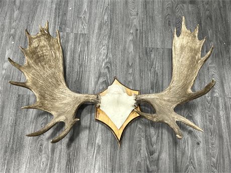 LARGE ANTLER WALL MOUNT (36” wide)