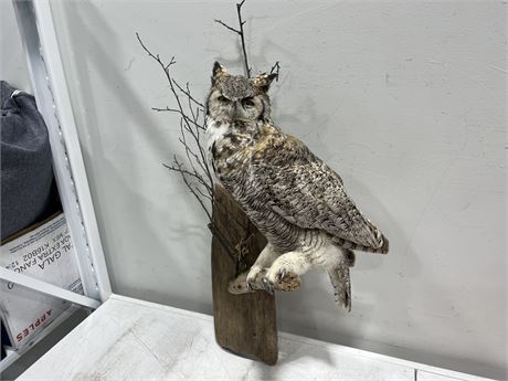 TAXIDERMY HORNED OWL ON WALL MOUNT (34” long total, owl is 21” long)