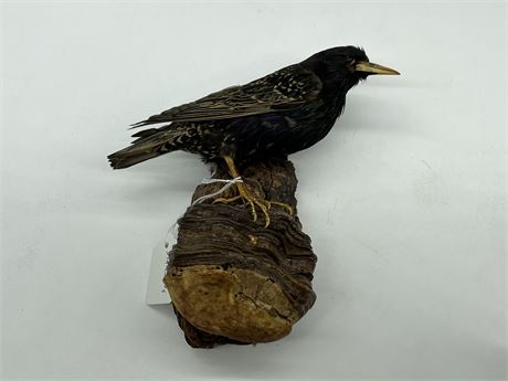 TAXIDERMY COMMON STARLING (7.5”)