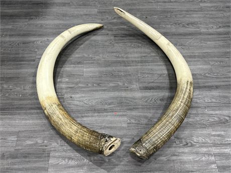 HIGH QUALITY WOOLLY MAMMOTH PROP TUSKS - 57” LONG