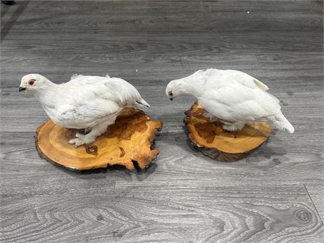 2 VINTAGE TAXIDERMY PTARMIGAN BIRDS ON WOOD BASES - 12” LONG