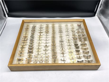 VINTAGE COLLECTION OF TAXIDERMY MOTHS