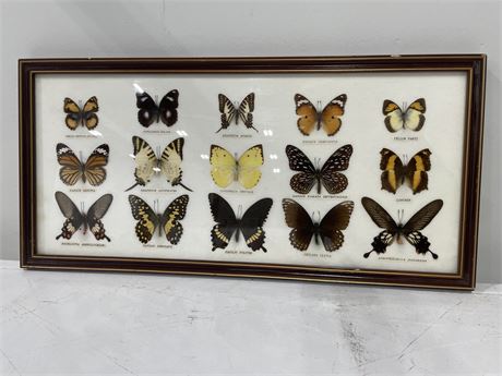 15 TAXIDERMY BUTTERFLY DISPLAY 21”x10”
