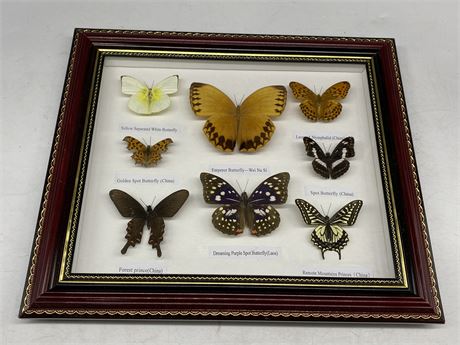 BUTTERFLY SHADOW BOX (14”x12.5”)
