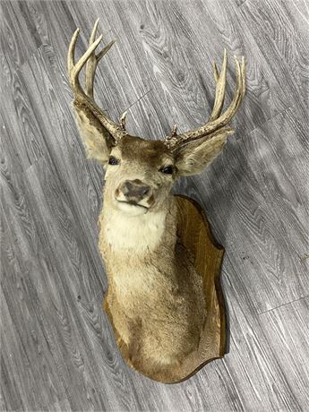8 POINT DEER MOUNT TAXIDERMY