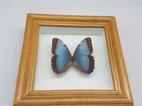 LARGE BUTTERFLY IN SHADOW BOX 8"X8"