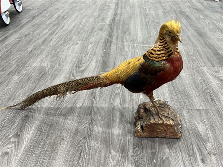 TAXIDERMY GOLDEN PHEASANT (Chinese Pheasant) 30”wide, 15” tall