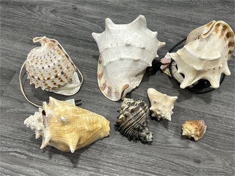 LOT OF SEA SHELLS - SOME TURNED INTO LAMPS (Largest is 9”)
