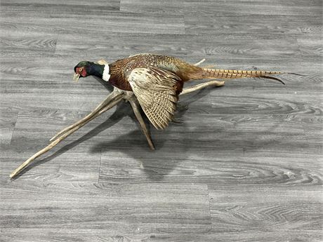VINTAGE TAXIDERMY RING NECKED PHEASANT (36” HEAD TO TAIL)