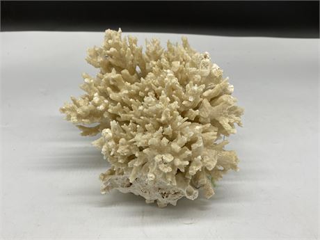LARGE PIECE OF CORAL