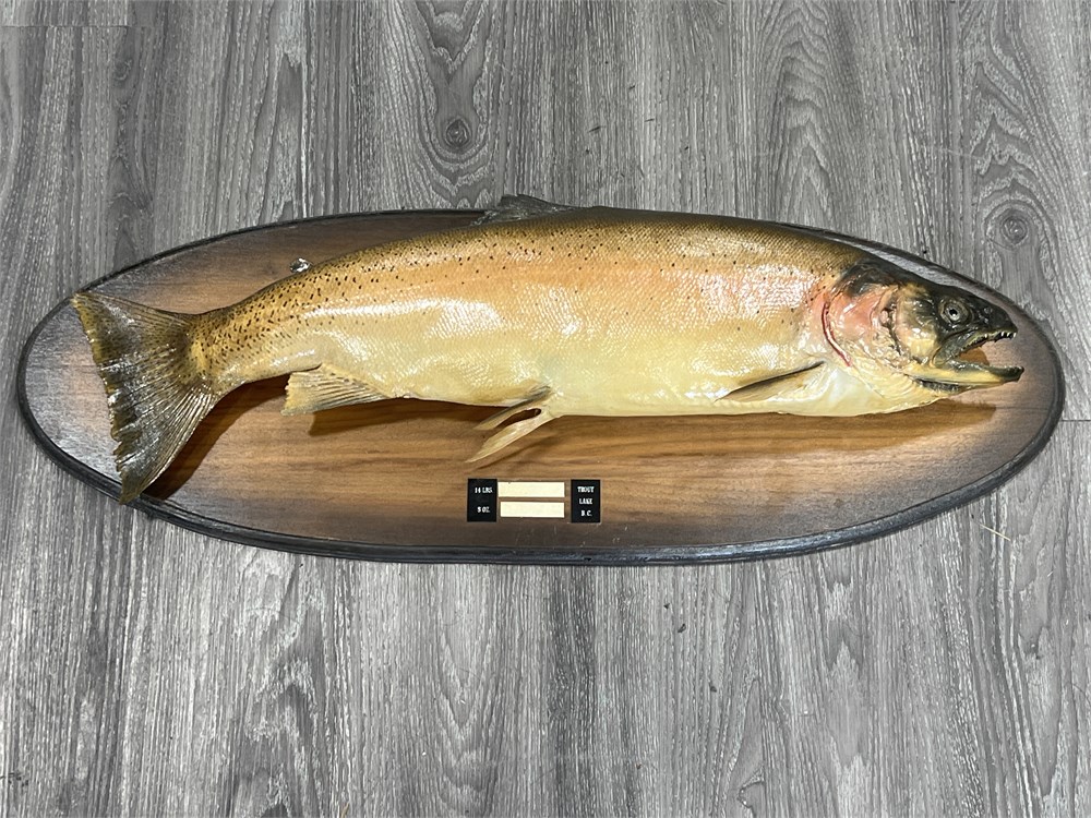 Urban Auctions - LARGE TAXIDERMY TROUT ON WALL MOUNT - 36” LONG