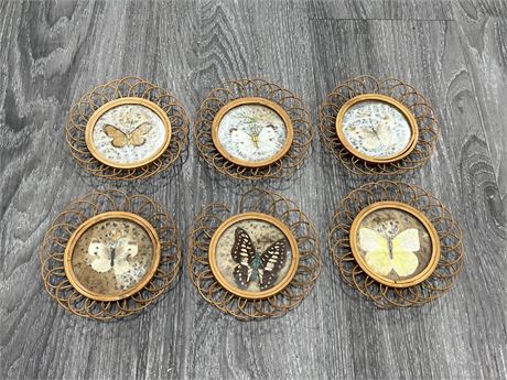 6 MCM TAXIDERMY BUTTERFLY COASTERS 5” DIAM