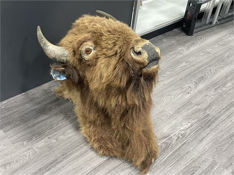 HUGE 100YR OLD BISON TAXIDERMY FROM MANITOBA - NEEDS TLC - 26”x31”