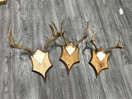 3 SMALL ANTLER WALL MOUNTS - LARGEST IS 15” WIDE