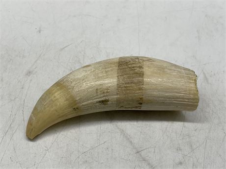 AUTHENTIC SPERM WHALE TOOTH 5”