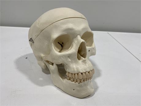 SKULL FOR DOCTOR OR DENTIST USE (Not a real skull)