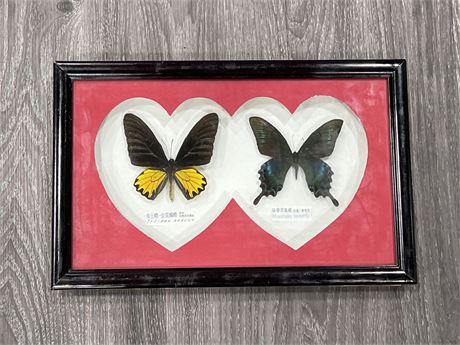 2 LARGE TAXIDERMY BUTTERFLIES IN SHADOW BOX - CASE IS 14”x9”
