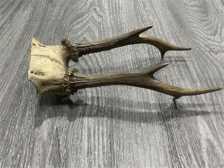 AUTHENTIC ANTLER HORNS W / HALF SCULL MINIATURE (9”)