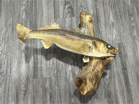 TAXIDERMY FISH DISPLAY (29” wide)