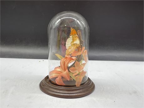 MCM GLASS DOMED BUTTERFLY DISPLAY (7”)