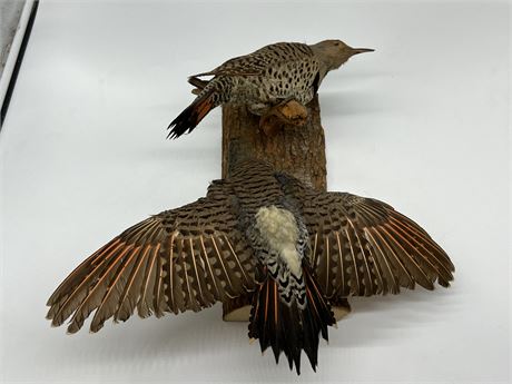 TAXIDERMY PAIR OF NORTHERN FLICKERS (15”)