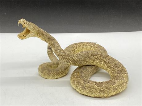 TAXIDERMY RATTLE SNAKE (8”X4”)
