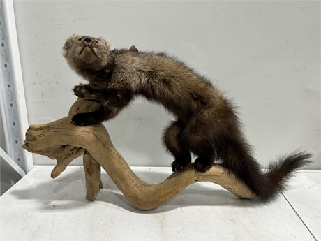TAXIDERMY MARTEN ON WOOD STAND (33” wide, 20” tall)