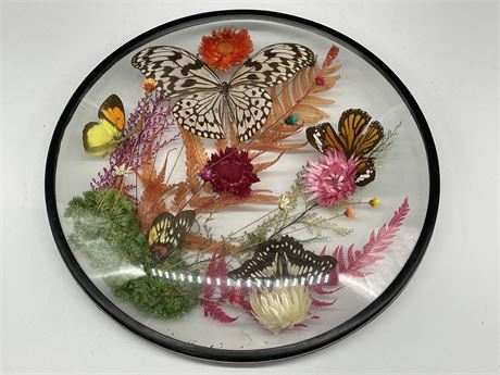 BUTTERFLY DISPLAY IN ROUNDED GLASS (10” DIAMETER)