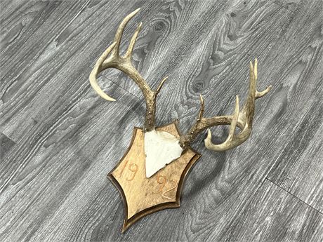 ANTLER WALL MOUNT - 14” WIDE