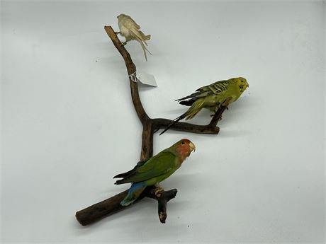 TAXIDERMY 3 PARAKEETS (16”)