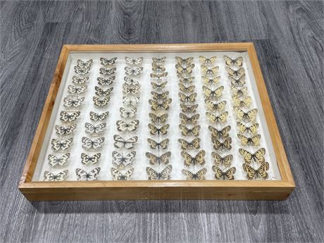 VINTAGE COLLECTION OF TAXIDERMY MOTHS