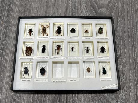 VINTAGE TAXIDERMY SMALL INSECTS IN RESIN COLLECTION - LARGEST INSECT IS 1.5”