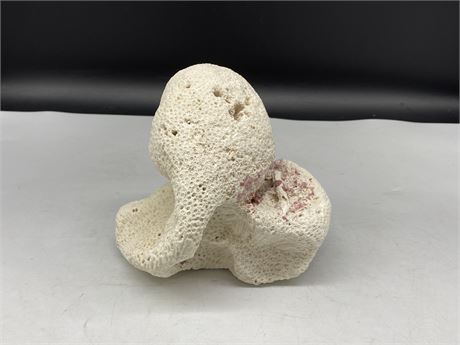 LARGE PIECE OF CORAL REEF (7” tall)