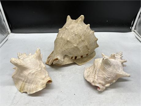 3 LARGE CONCH SHELLS (Largest is 10” wide)