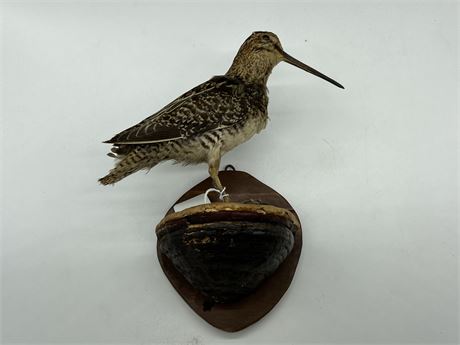TAXIDERMY COMMON SNIPES (9” tall)