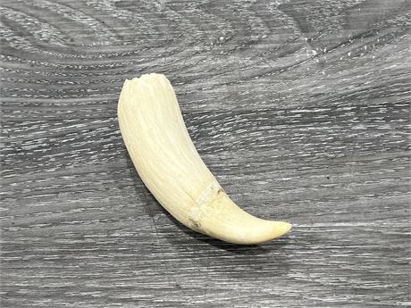 LARGE VINTAGE SPERM WHALE TOOTH - 4”