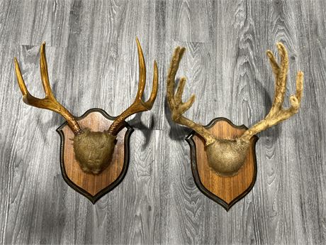 2 ANTLER WALL DECORATIONS (15” wide)