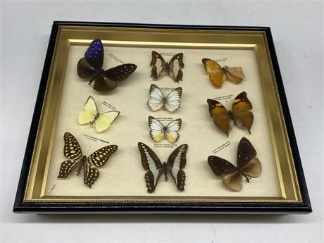 PRESERVED BUTTERFLY SHADOW BOX
