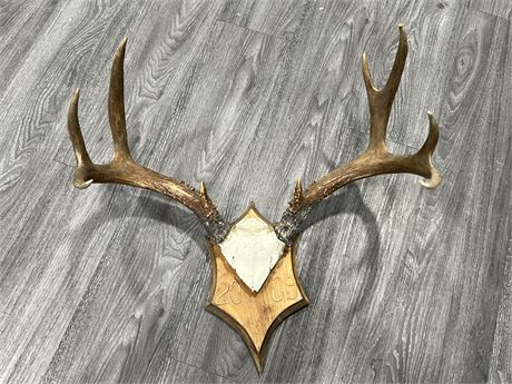 ANTLER WALL MOUNT - 22” WIDE