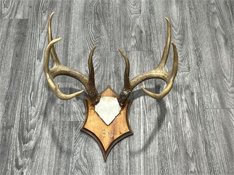 ANTLER WALL MOUNT - 18” WIDE