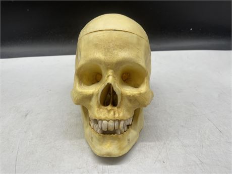 SKULL WITH MOVEABLE JAW