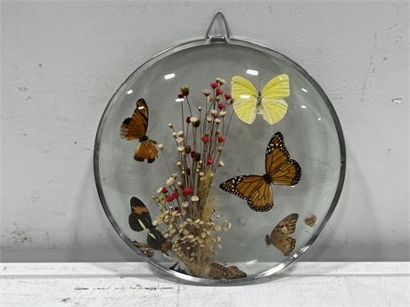 TAXIDERMY BUTTERFLY DISPLAY (9.5”)