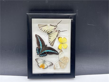 TAXIDERMY BUTTERFLY DISPLAY - 6”x8”