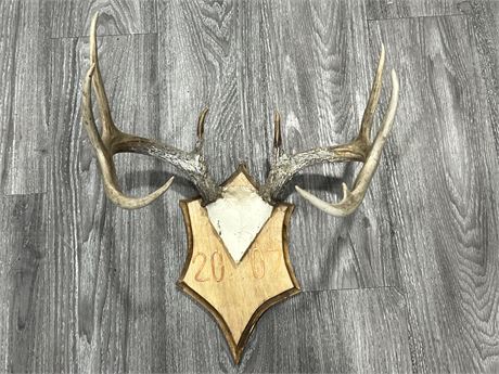 ANTLER WALL MOUNT - 15” WIDE