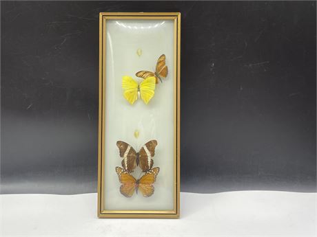VINTAGE BUTTERFLY DISPLAY (6”x14”)
