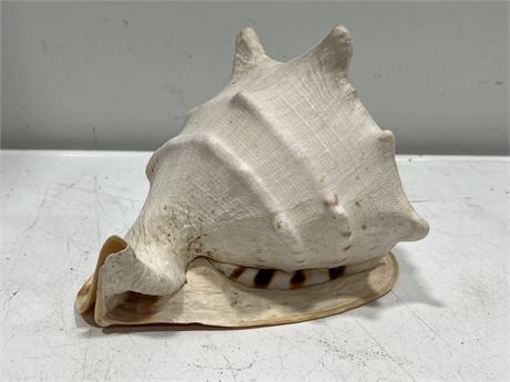 LARGE CONCH SHELL (10” wide)