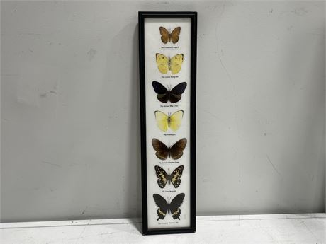 FRAMED TAXIDERMY LOT OF 7 BUTTERFLYS 5”x20”